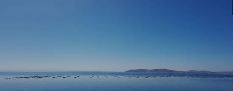 Rows of mussel buoys off Madeira